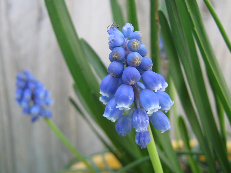 Blue hyacinth, flower, spring, spider, blue, grape hyacinth, HD wallpaper