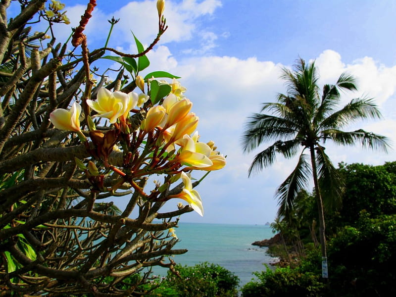 Island Koh Samui - Thailand, beach, flowers, Thailan, island Koh Samui, HD wallpaper