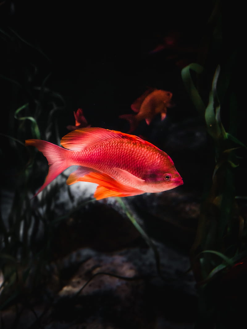 orange fish, fish, aquarium, water, HD phone wallpaper