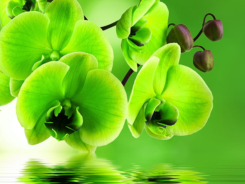 Orquídeas verdes, flores, de cerca, pétalos, verde, Fondo de pantalla HD |  Peakpx