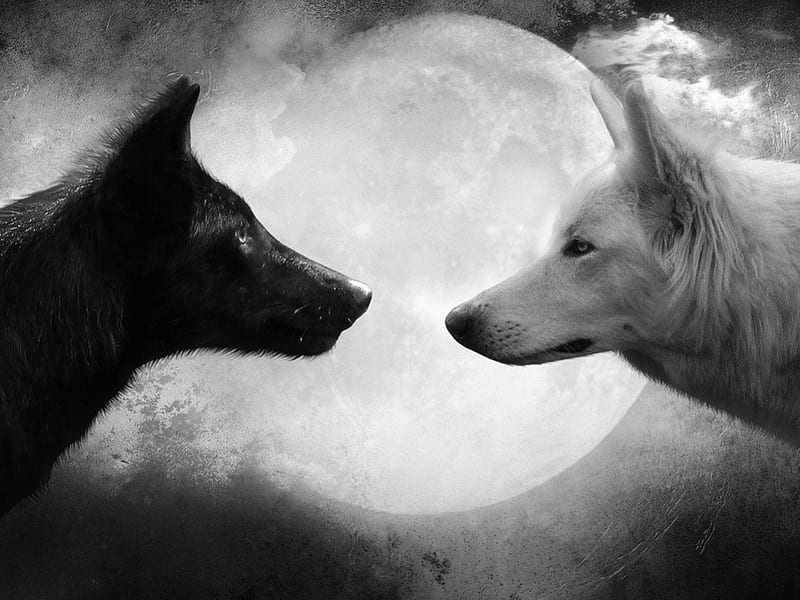 Black and White Wolfs., Black, Moon, White, Wolfs, Animals, HD wallpaper