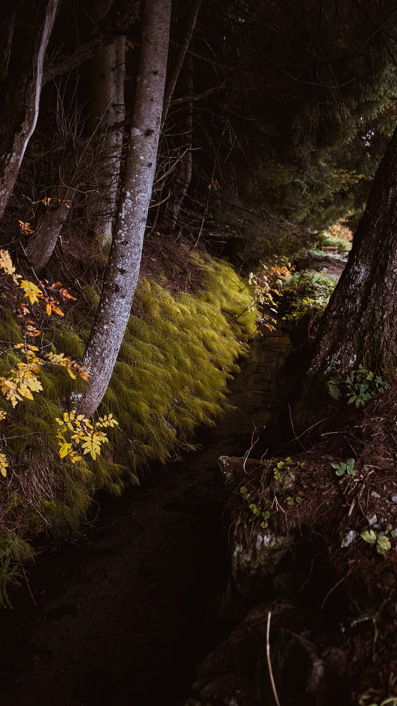 green moss on brown tree trunk, HD phone wallpaper
