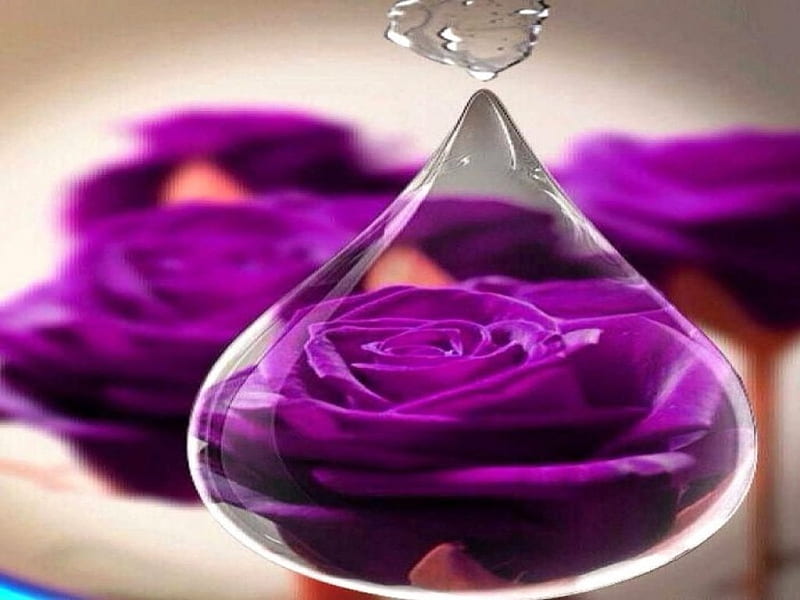 Rosas moradas, flores, gotas, reflejo, morado, Fondo de pantalla HD | Peakpx