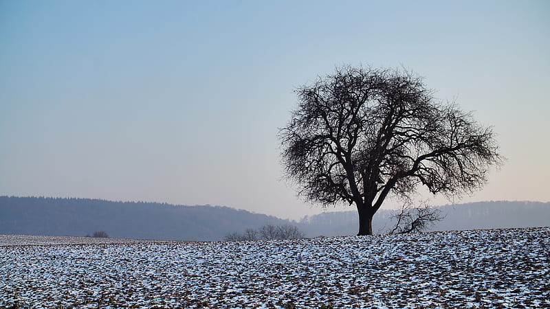 tree, field, snow, nature, HD wallpaper