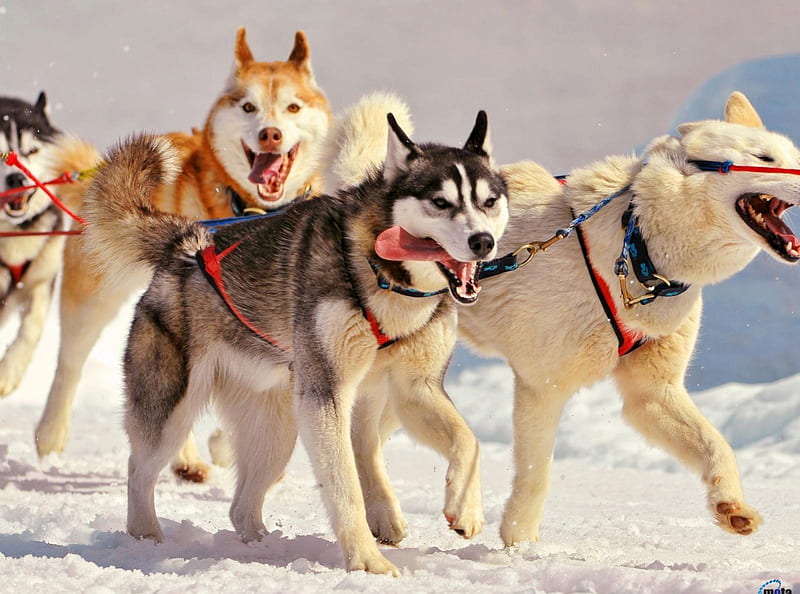 Siberian husky sled dogs, siberian, sled, dogs, husky, HD wallpaper