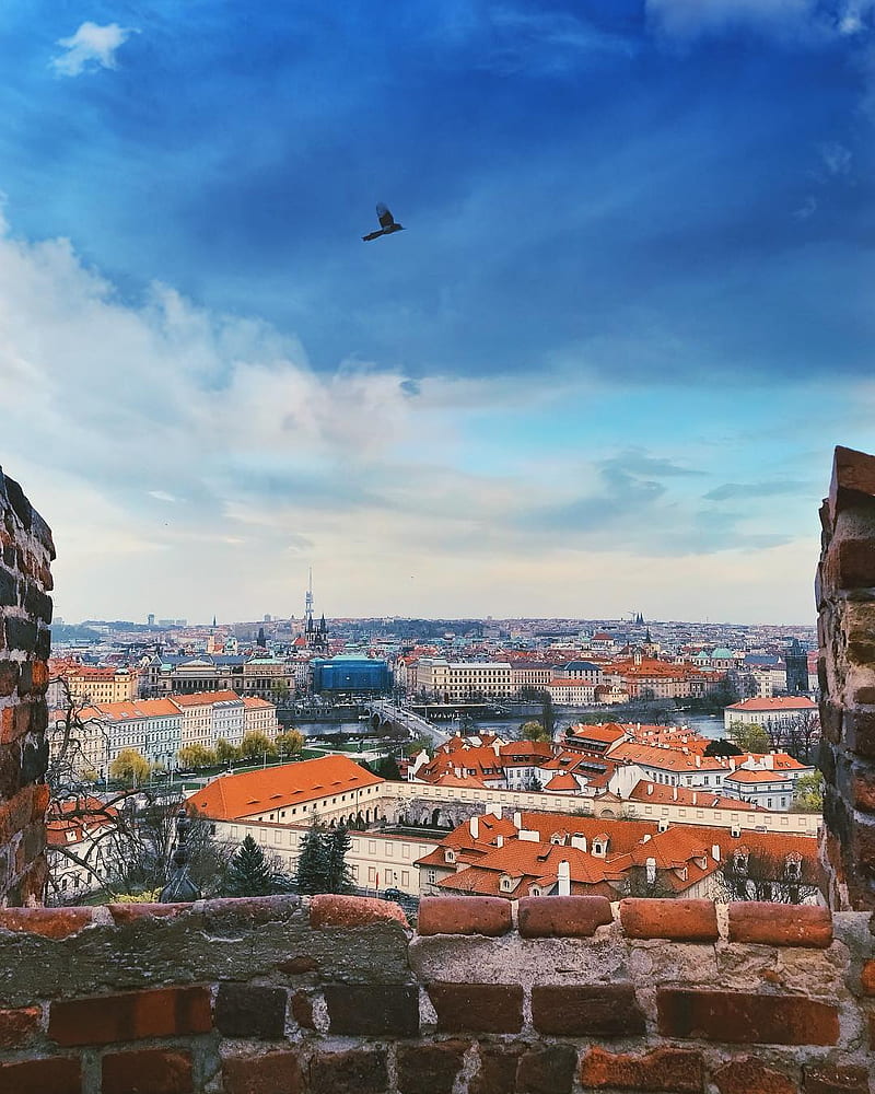 Prague castle, architecture, bird, bricks, buildings, citadel, old city, sky, HD phone wallpaper