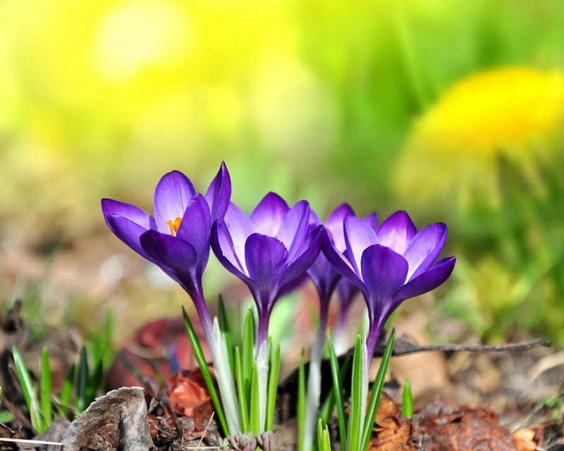 Saffron flowers, flowers, petals, nature, Saffron, HD wallpaper | Peakpx
