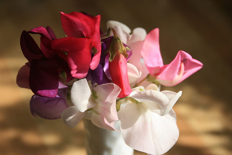 bouquet of cyclamen, bouquet, of cyclamen, HD wallpaper