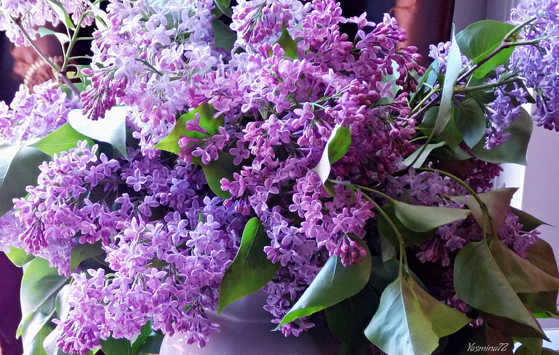 Flieder, lilak, flowers, nature, HD wallpaper Flieder, lilak, flowers, nature, HD wallpaper