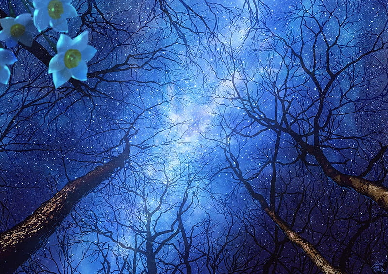 Spring night sky, stars, manga, spring, sky, view from the down, mocha, tree, anime, daffodil, flower, narcise, night, blue, HD wallpaper