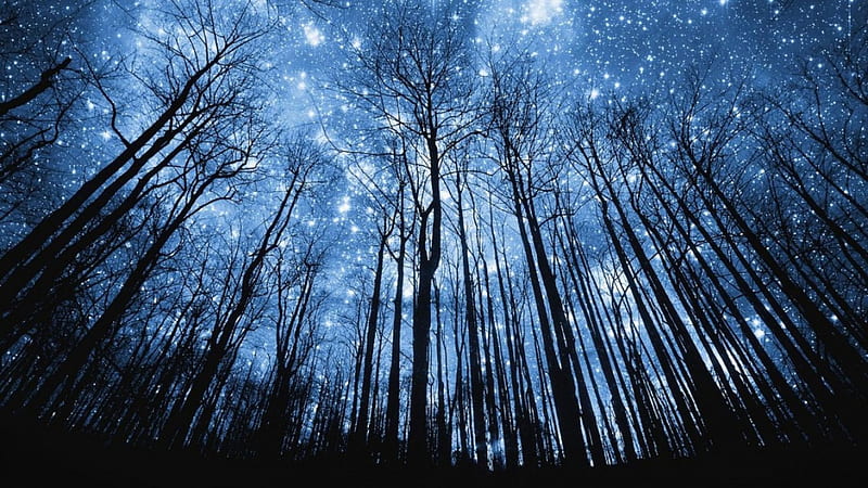 Starry sky in the forest, forest, stars, 1366x768, sky, HD wallpaper