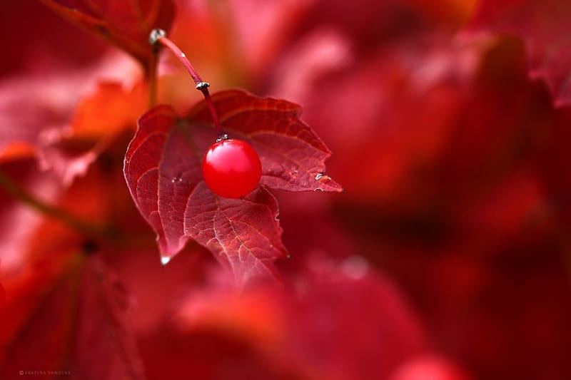 Red leaf - autumn, autumn, Red, small fruit, leaf, HD wallpaper