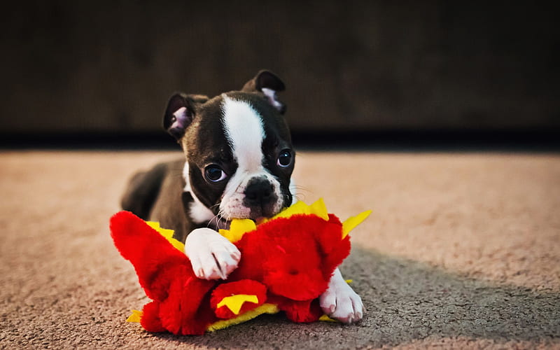 Boston Terrier, puppy, bokeh, dogs, dog with toy, cute animals, pets, Boston Terrier Dog, HD wallpaper