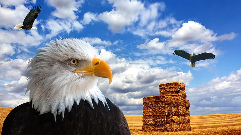 American Farm Land, eagles, USA, harvest, American, America, country, hay, sky, clouds, farm, proud, bales, field, Firefox Persona theme, HD wallpaper
