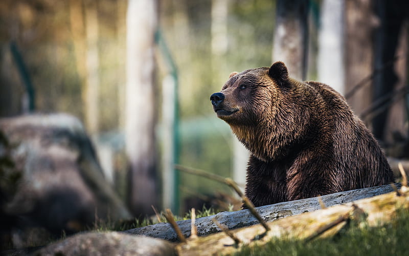 Grizzly, bokeh forest, bear, Grizzly bear, Ursus arctos horribilis, HD wallpaper