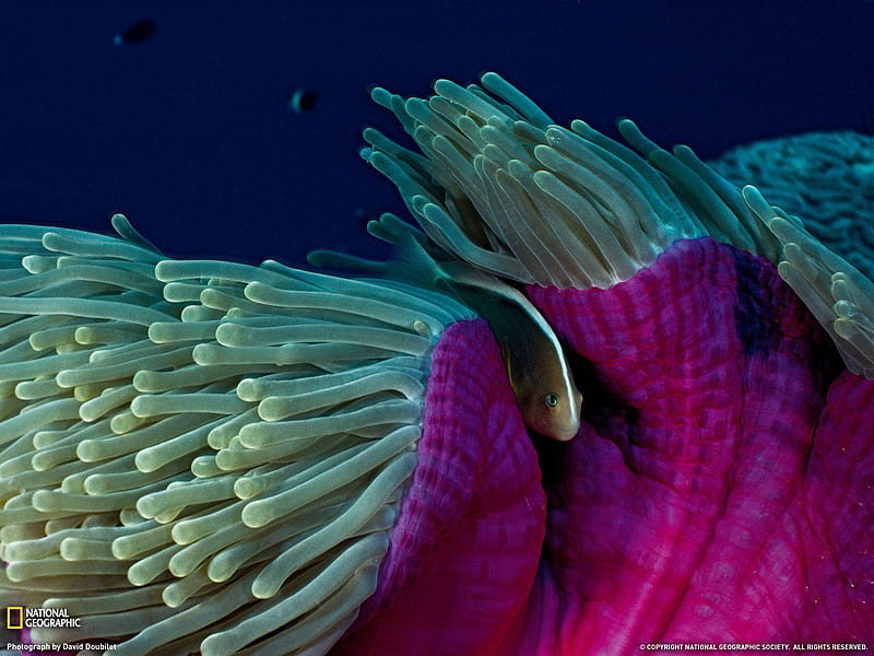 Skunk Clownfish and Sea Anemone- National Geographic selected, HD wallpaper