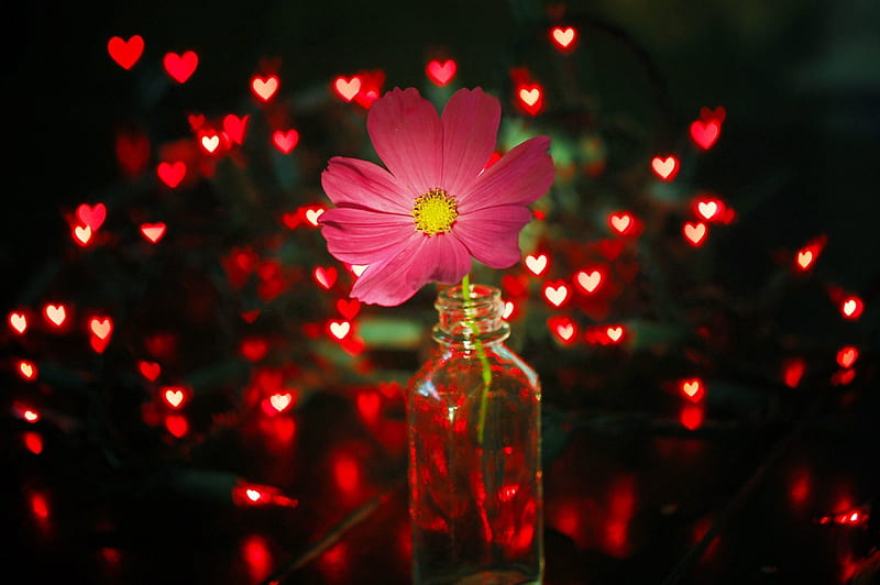 Sparks of Love, red, garland, Cosmos, jar, flower, pink, lights, light, HD wallpaper