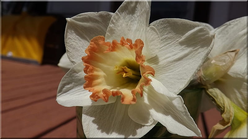 Daffodil in the sun, flower, daffodil, white yellow orange flower, beauty in the sun, HD wallpaper