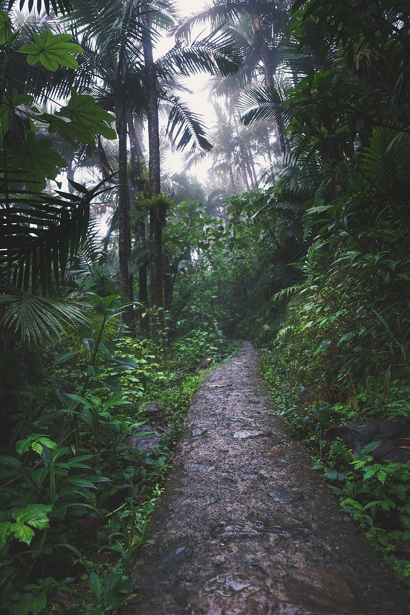 Of Rainforest, HD phone wallpaper