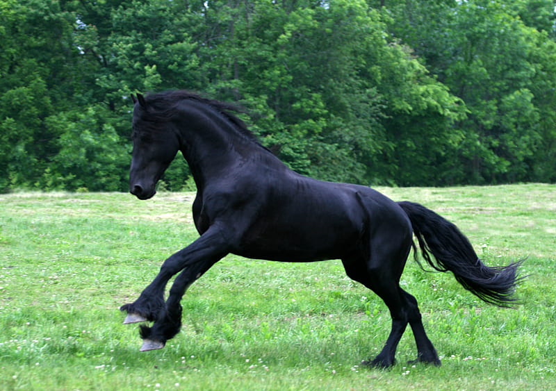 Friesian Stallion, stallion, cavalo, horse, animals, HD wallpaper