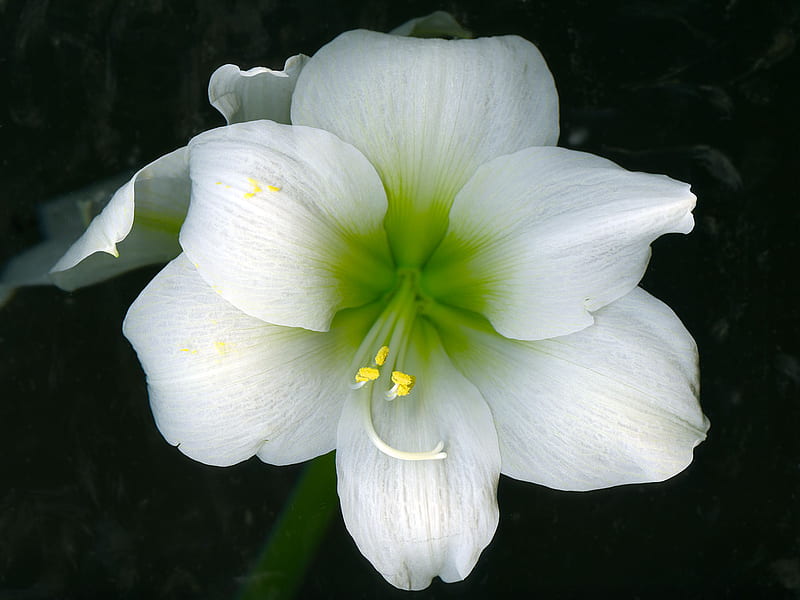 Amaryllis, bloom, green, centre, flower, yellow petals, white, HD wallpaper