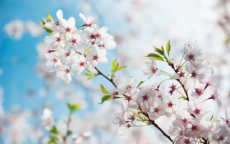 Cherry blossoms, spring, background with spring flowers, sakura, cherry  tree, HD wallpaper | Peakpx