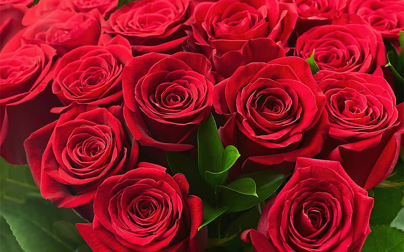 Red roses, bouquet of roses, red flowers, roses, HD wallpaper
