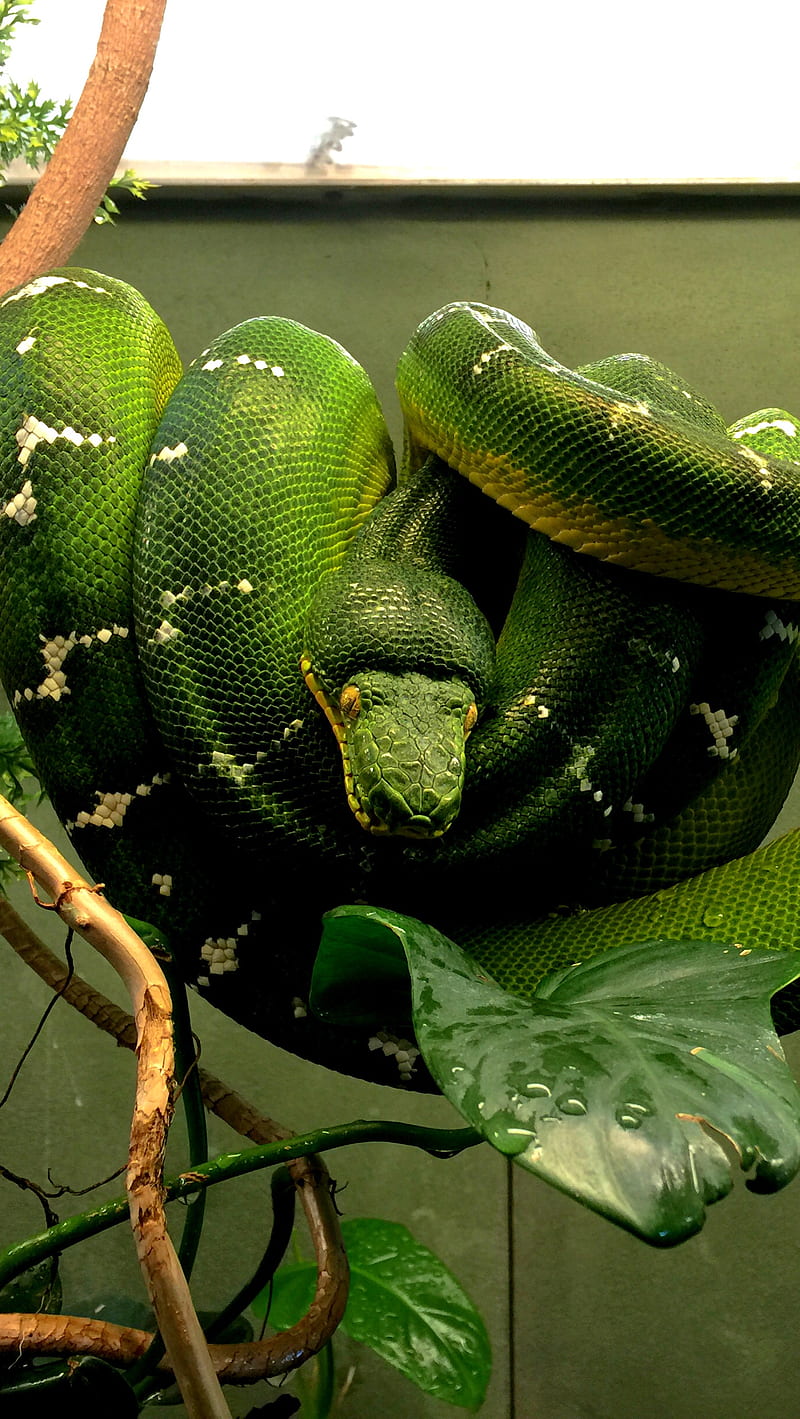 Snake, awesome, green, python, snakes, HD phone wallpaper