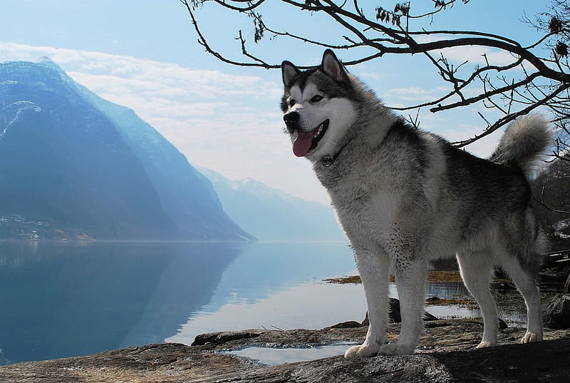 A little observation, observation, lake, husky, dog, HD wallpaper