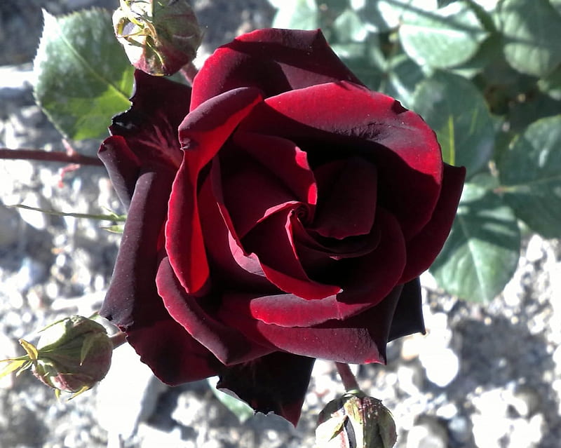 Velvet Rose, flower, rose, HD wallpaper
