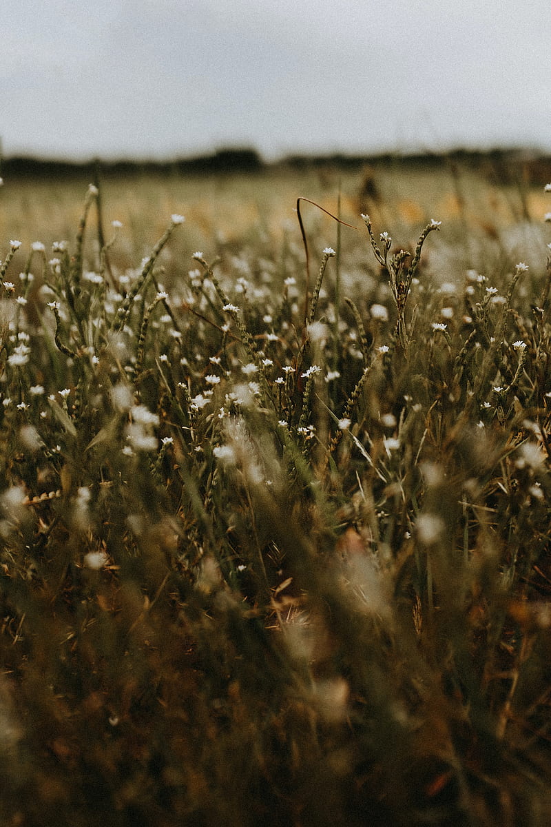grass, flowers, field, plants, HD phone wallpaper