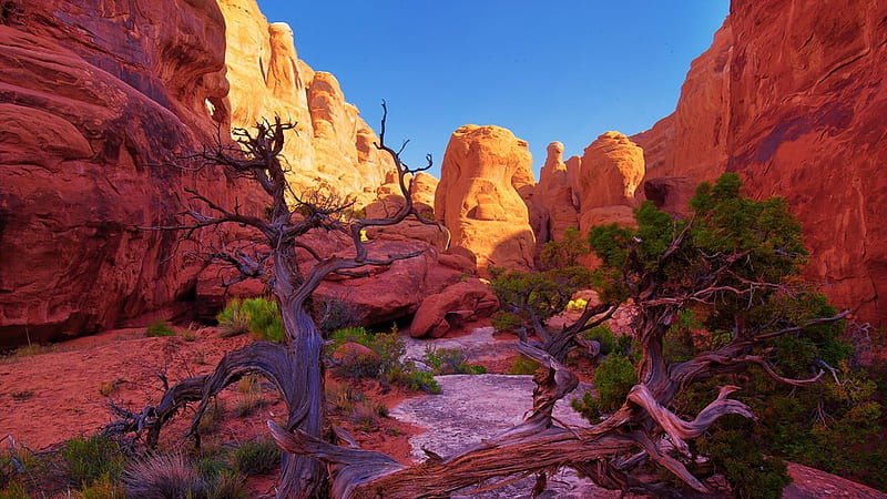 magnificent red canyon, red, gnarled, walls, trees, canyon, HD wallpaper