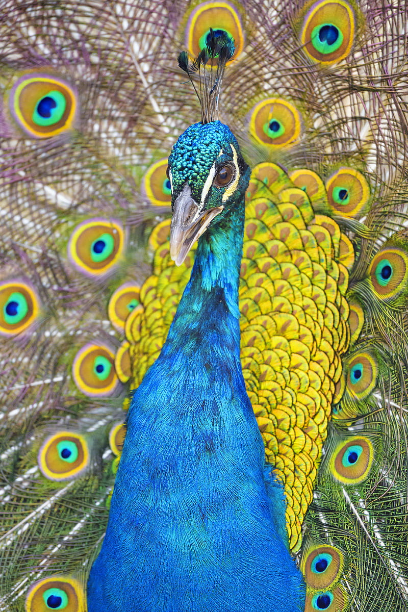 peacock, bird, feathers, bright, pattern, HD phone wallpaper