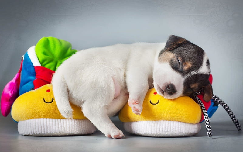 Dog Tired, cute, animals, dogs, puppy, HD wallpaper | Peakpx