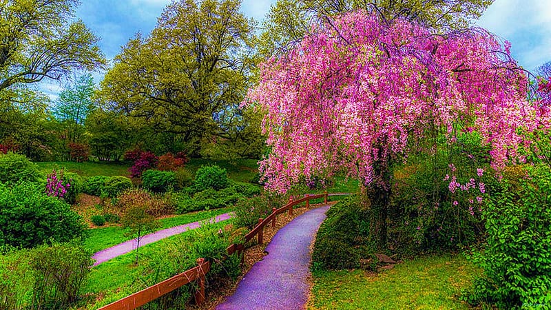 A path at Highland Park Rochester, NY, spring, blossoms, path, trees, blooming, usa, HD wallpaper