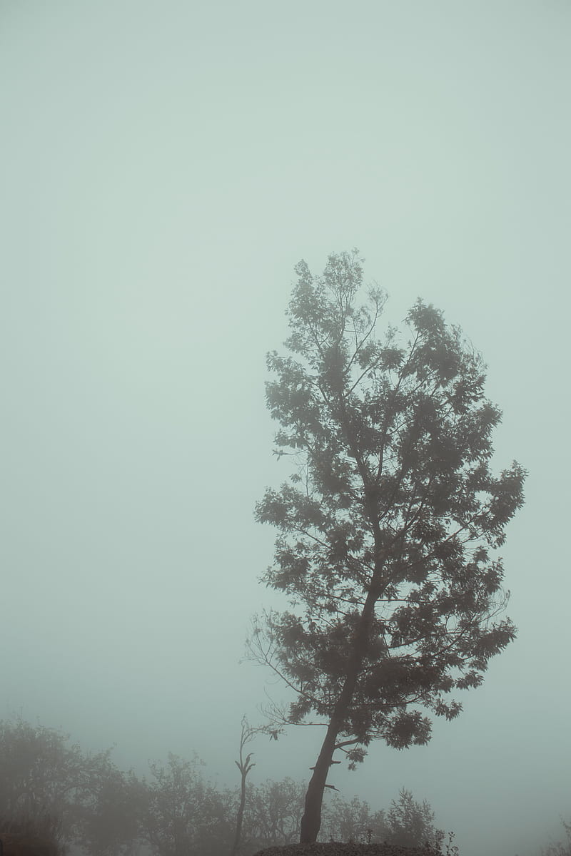 tree, fog, autumn, haze, gloomy, HD phone wallpaper