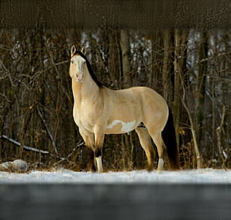 buckskin paint horse breyer