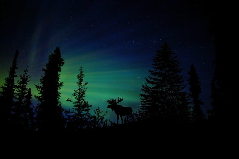 Moose Forest Animal Dawn Silhouette Aurora, moose, animals, silhouette, graphy, dusk, dawn, aurora, HD wallpaper