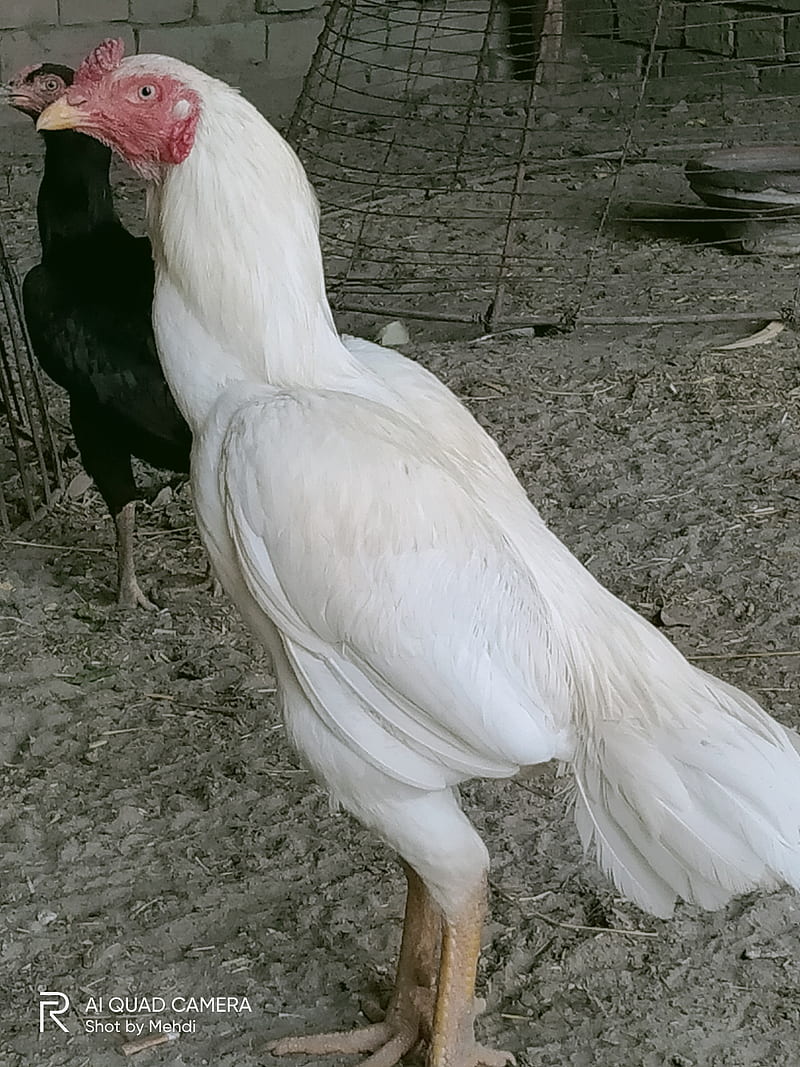 White aseel rooster, chicken, good, HD phone wallpaper | Peakpx
