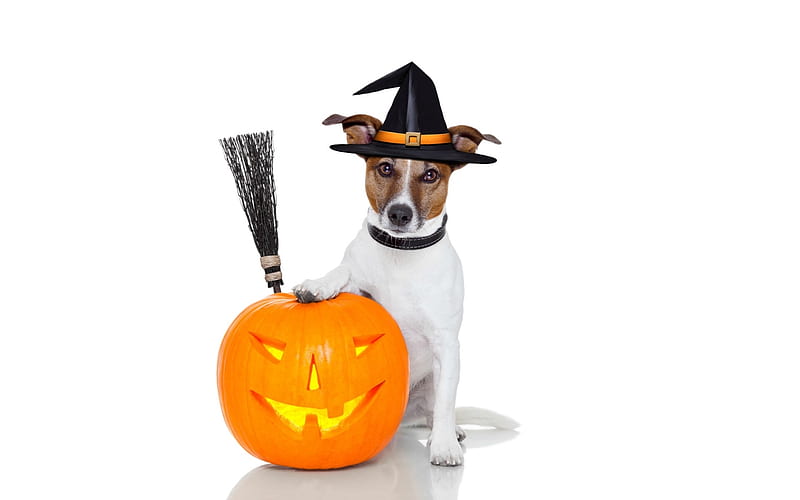 Happy Halloween!, witch, orange, halloween, paw, caine, animal, hat, card, jack russell terrier, pumpkin, funny, dog, HD wallpaper