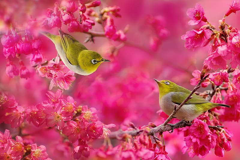 Nature, Birds, Pink, Sakura, Bird, Branch, Animal, Japanese White Eye, HD wallpaper
