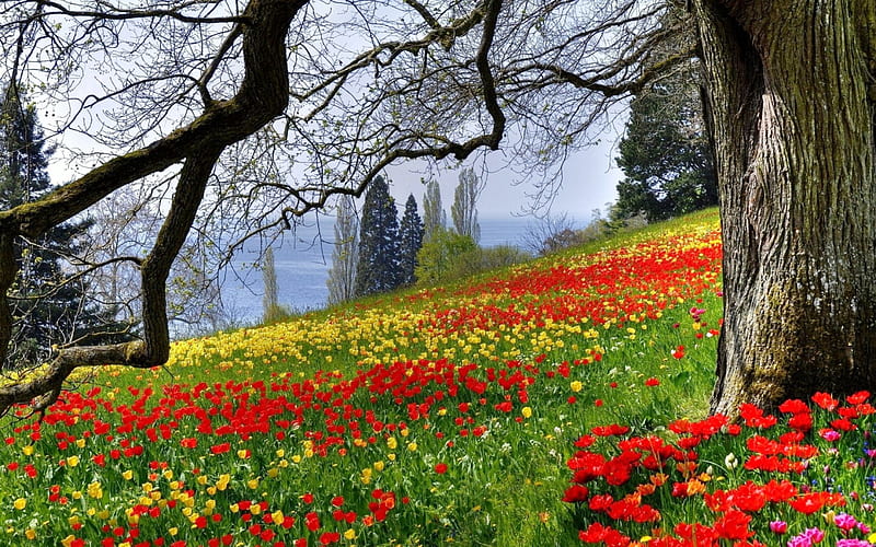 Meadow Wildflower, red, yellow, bonito, spring, trees, lake, green, wildflowers, flowers, hillside, HD wallpaper