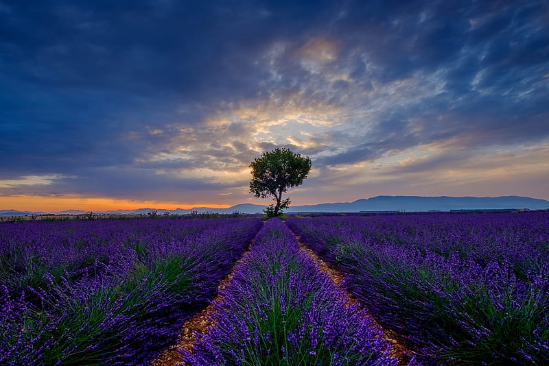 Campo de lavanda, azul, árbol, nube, flor, lavanda, cielo, campo, Fondo de  pantalla HD | Peakpx