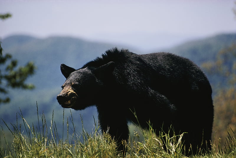 Spring Black Bear Hunters Reminded of Key Regulations - Montana Hunting and Fishing Information, American Black Bear, HD wallpaper