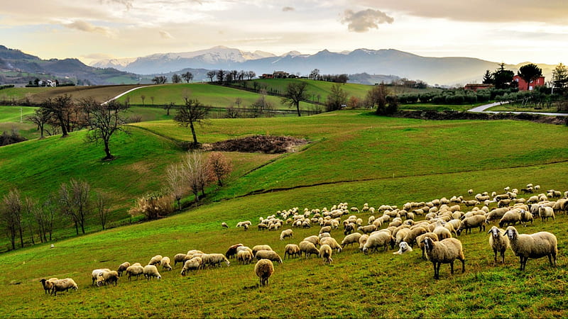 Green Pastures, sheep, green, view, nature, pasture, bonito, dog, HD wallpaper