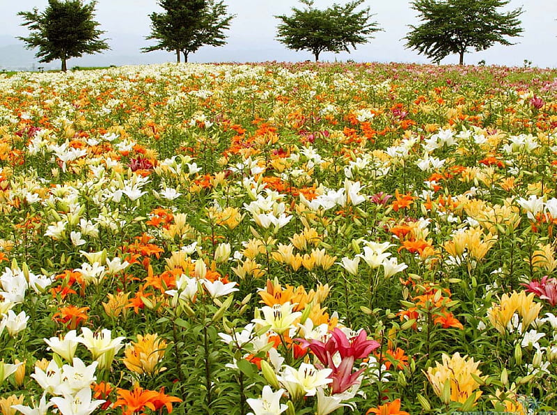 Field of Lilies, lily fields, flower fields, flowers, lilies, nature, fields, HD wallpaper