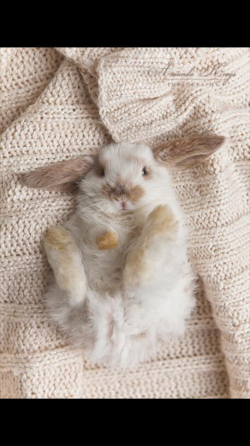 bunny, carrot, cuddly, cute, furry, happy, hop, love, rabbit, HD phone wallpaper