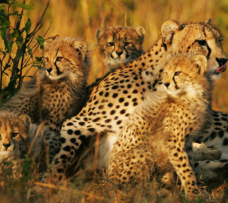 Cheetah, africa, cat, cub, spot, HD wallpaper