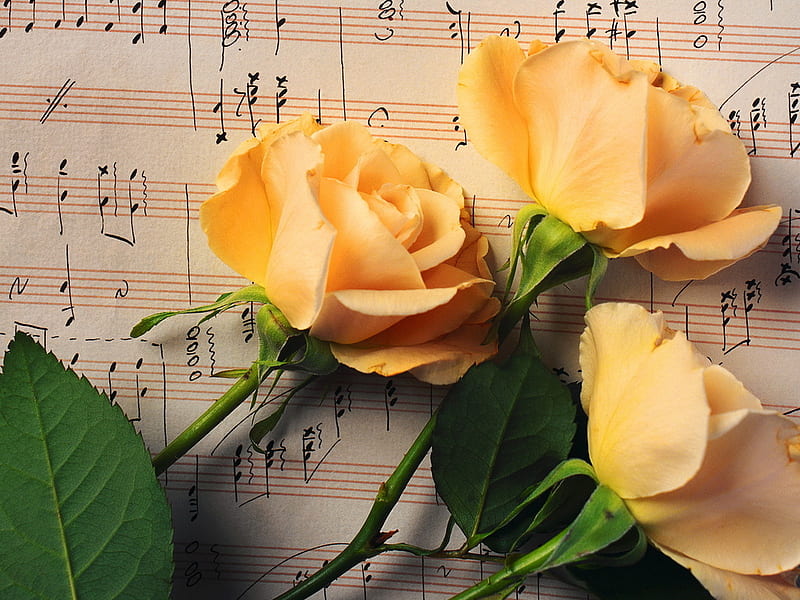 Roses And Love Song Melody Notes Roses Love Song Song Love Flowers Beauty Hd Wallpaper Peakpx