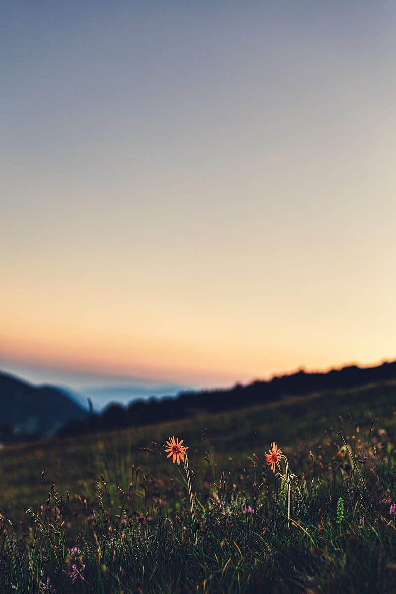 flowers, grass, lawn, twilight, landscape, HD phone wallpaper